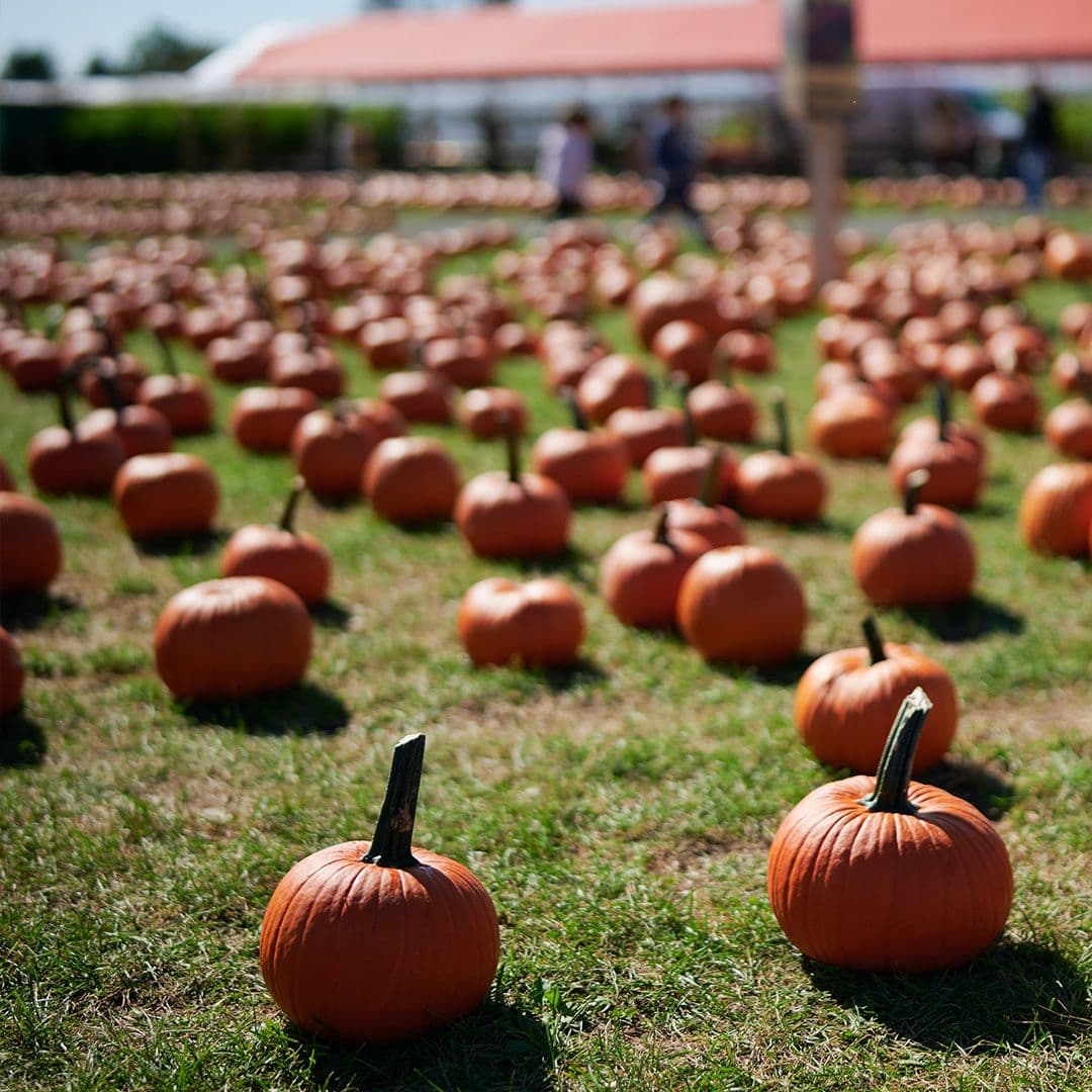 rhug estate pumpkins