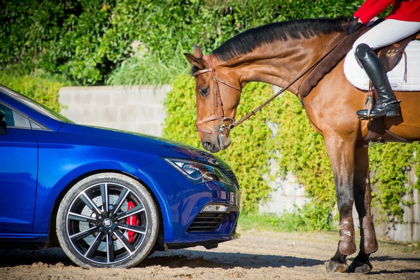 A horse and rider in a red jacket face a blue car on a sandy path, with greenery in the background. Un cavallo e un cavaliere con una giacca rossa affrontano un'auto blu su un sentiero sabbioso, con vegetazione sullo sfondo.