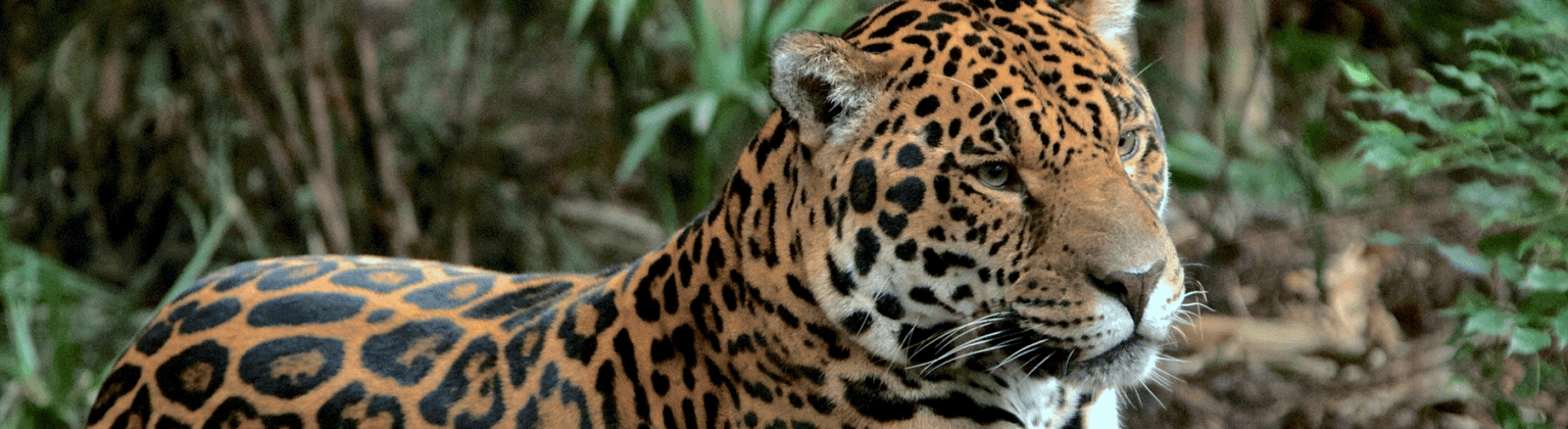 Photo of a leopard at Chester Zoo