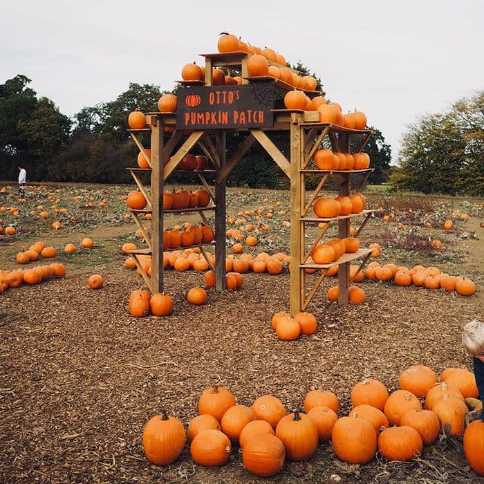 halloween blog pumpkin patch picture